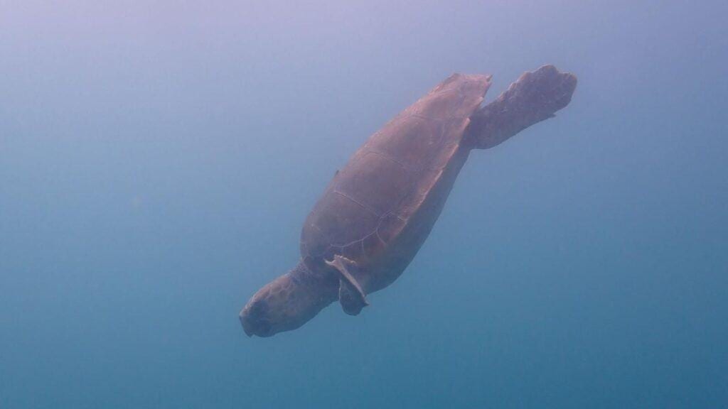 Gard : deux tortues caouannes relâchées en mer