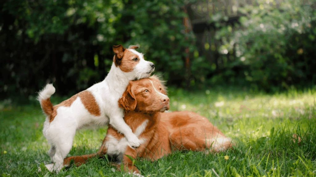 Montpellier : des séances collectives d’éducation canine proposées ce samedi