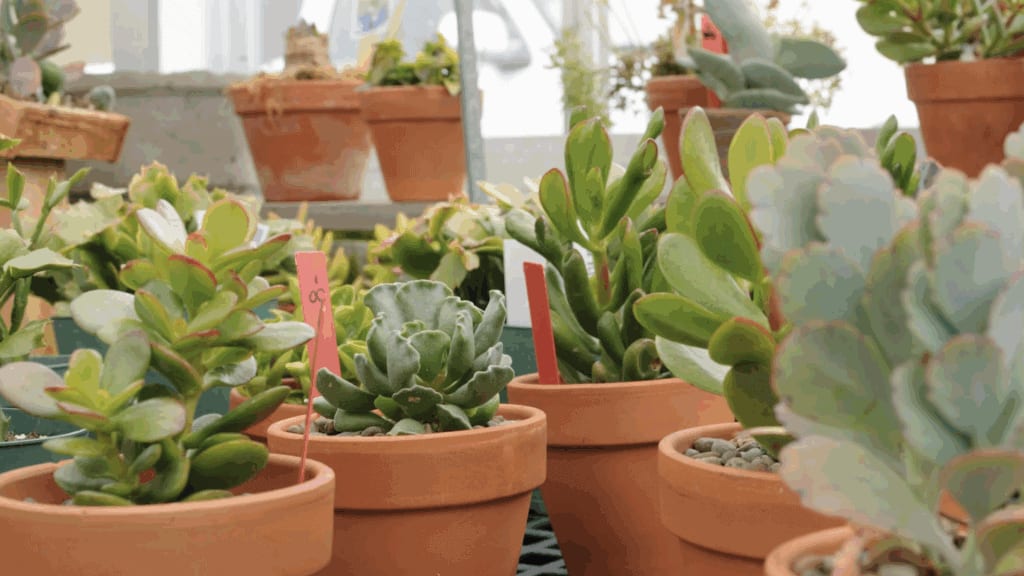 Montpellier : le paradis des plantes à prix mini débarque à la Halle Tropisme