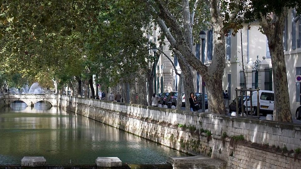 Nîmes : Chancre coloré, cinq platanes impactés sur les quais de la Fontaine