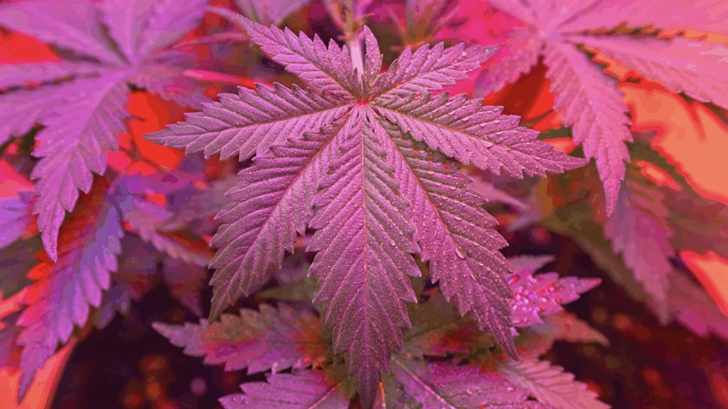 Gard : le flair d’un chien policier mène à la découverte d’une culture de cannabis