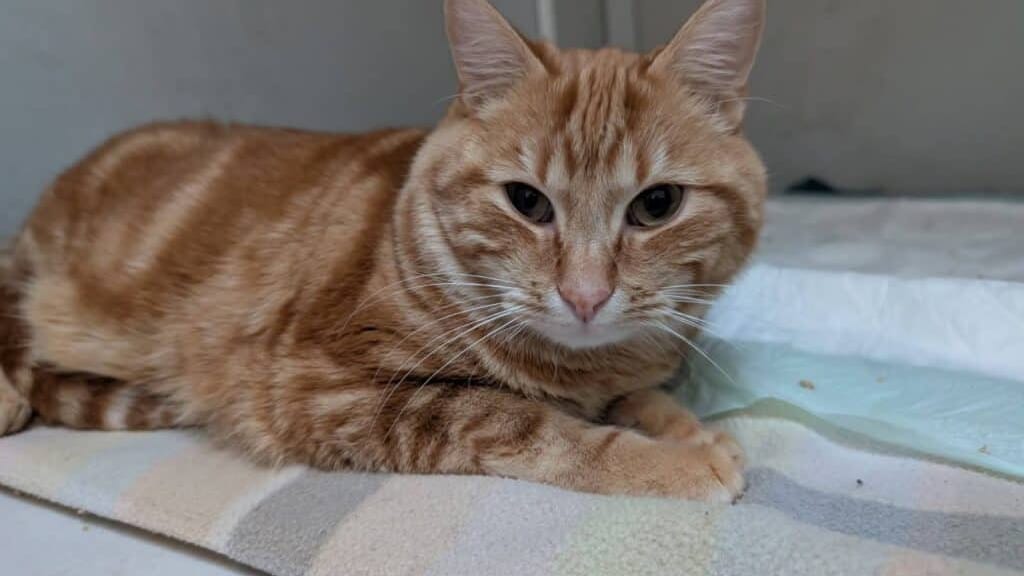 Ariège : un chat projeté d’un balcon, quatre mois de prison pour l’auteur