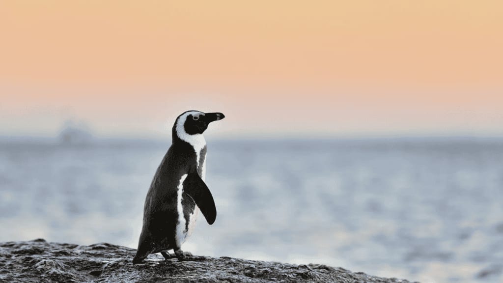 Sète : les « pingouins » étaient en réalité des cormorans