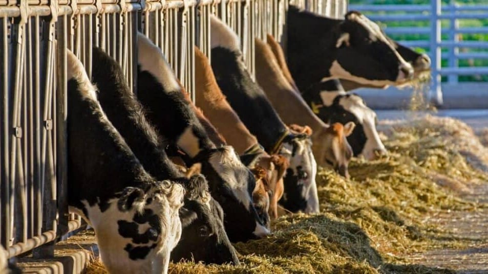 Hérault : dermatose nodulaire, les manifestations taurines interdites et les mouvements des bovins limités