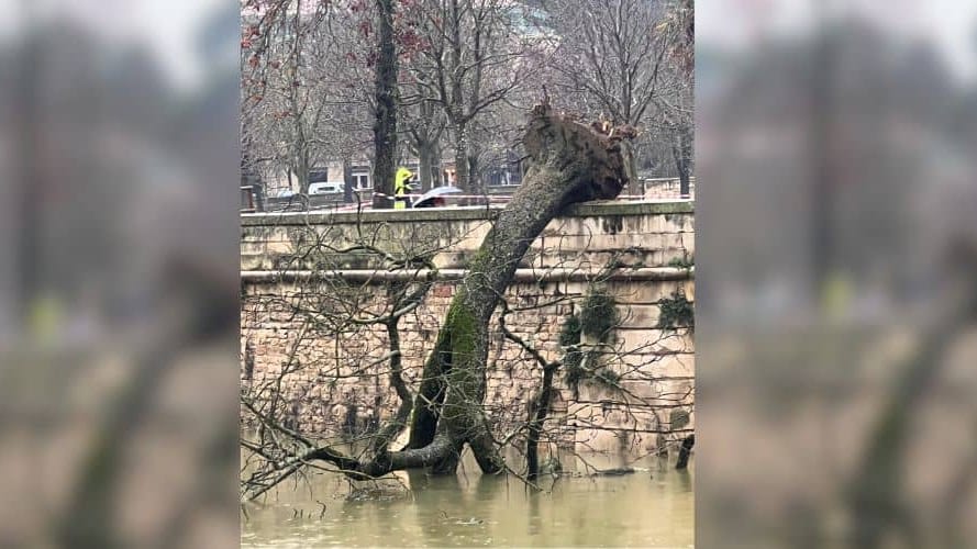 Nîmes : un marronnier se déracine et tombe dans le canal de la Fontaine