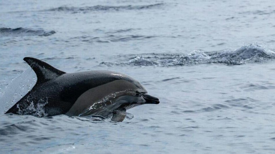 Gard : un dauphin vivant retrouvé échoué au Grau-du-Roi