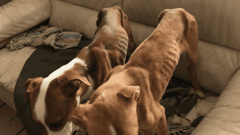 Nîmes : deux chiens maltraités retrouvés sur un balcon