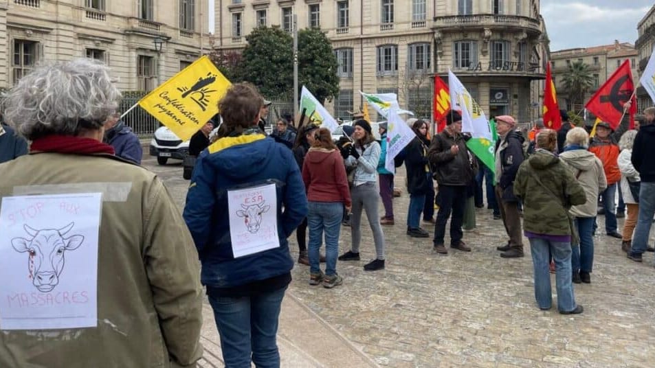 Montpellier : « on vit dans la peur », les éleveurs vent debout contre l’abattage de leurs troupeaux