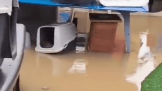 Béziers : inondé, le refuge des Chats libres appelle à l’aide