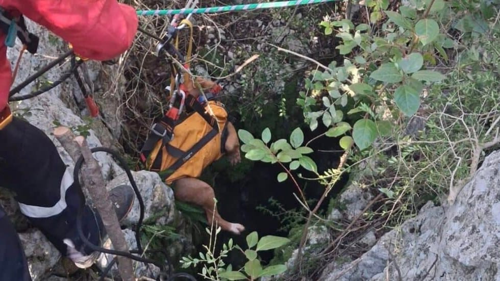 Gard : un chien de chasse tombe dans un trou d’environ 25 mètres