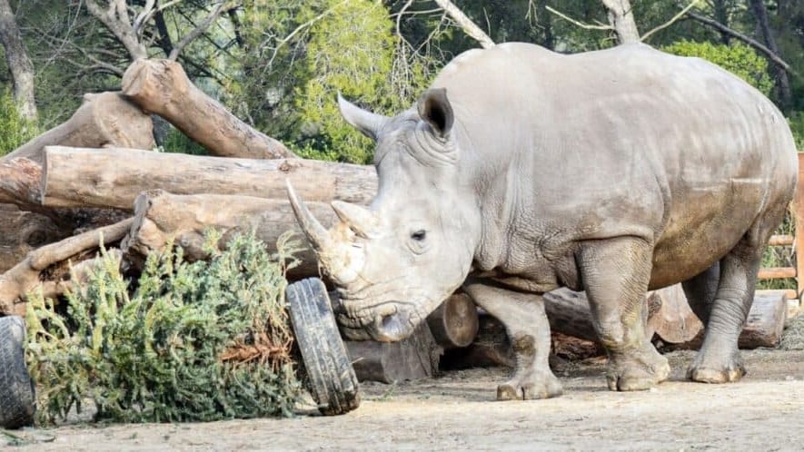Montpellier : les sapins de Noël des habitants donnés aux animaux du zoo du Lunaret