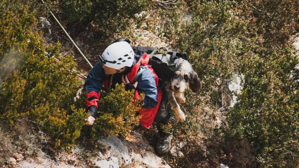 Aude : trois chiens secourus par les sapeurs-pompiers