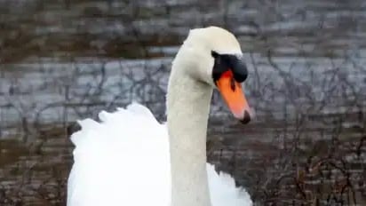 Camargue : une cinquantaine de cygnes retrouvés morts
