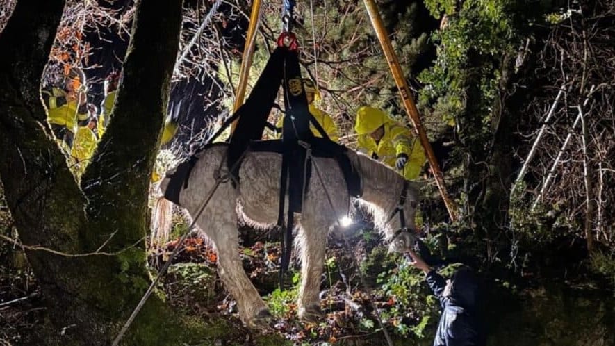 Hérault : les sapeurs-pompiers viennent en aide à un cheval tombé dans un ravin