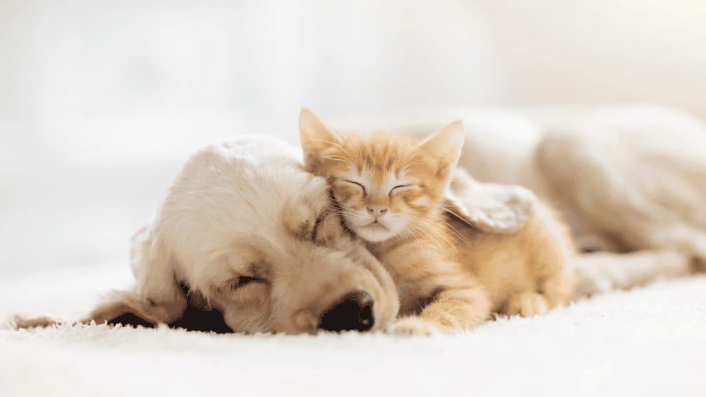 Hérault : le salon « Univers du chiot & chaton » à Pérols les 28 et 29 mars