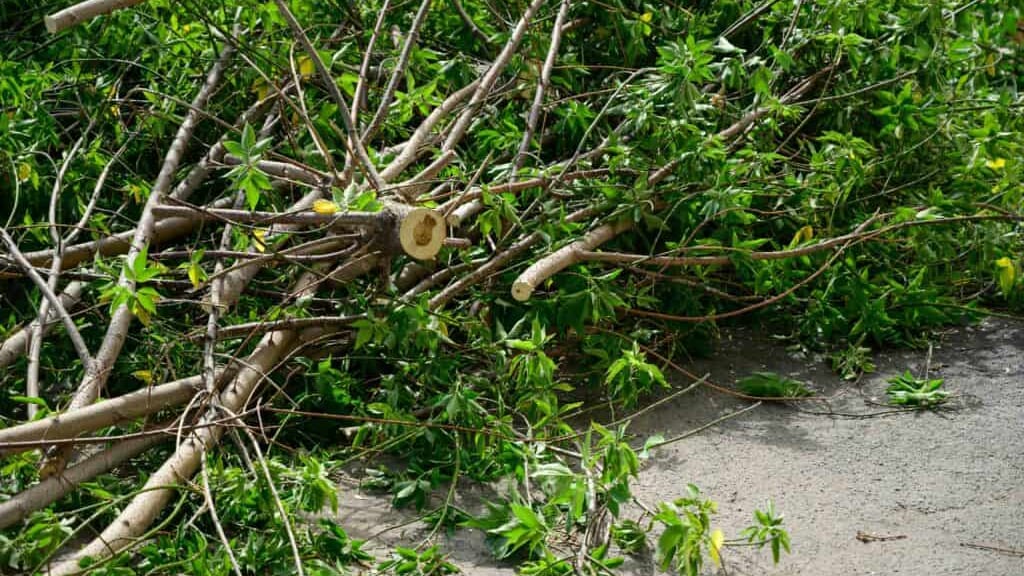 Sète Agglopôle : ouverture exceptionnelle des sites de dépôt des déchets verts
