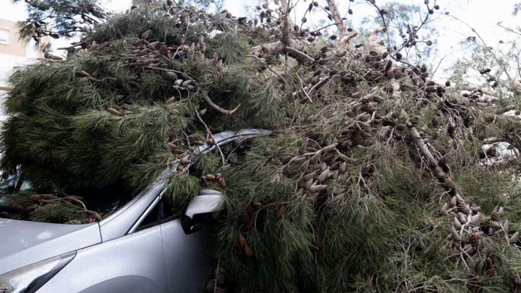 Béziers : une cinquantaine d’arbres arrachés en raison de la tempête