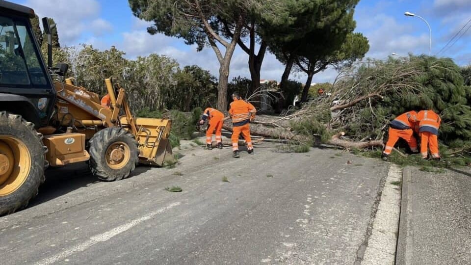 Aude : tempête Pedro, pins arrachés, trains à l’arrêt, équipements fermés