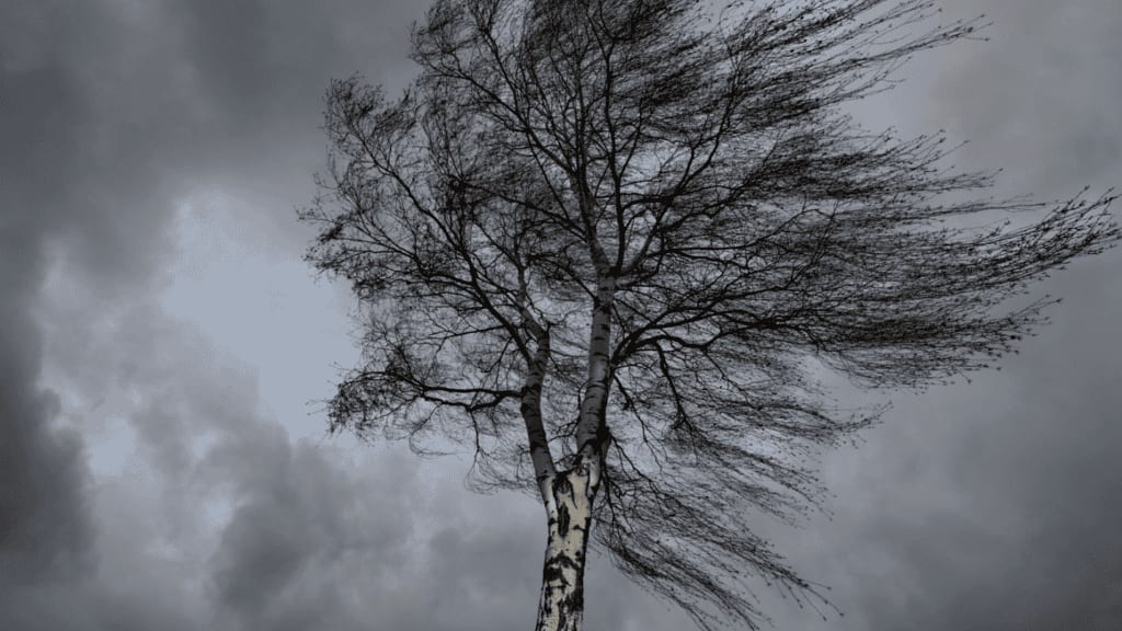 Hérault : tempête Nils, des massifs forestiers toujours fermés dans une cinquantaine de communes