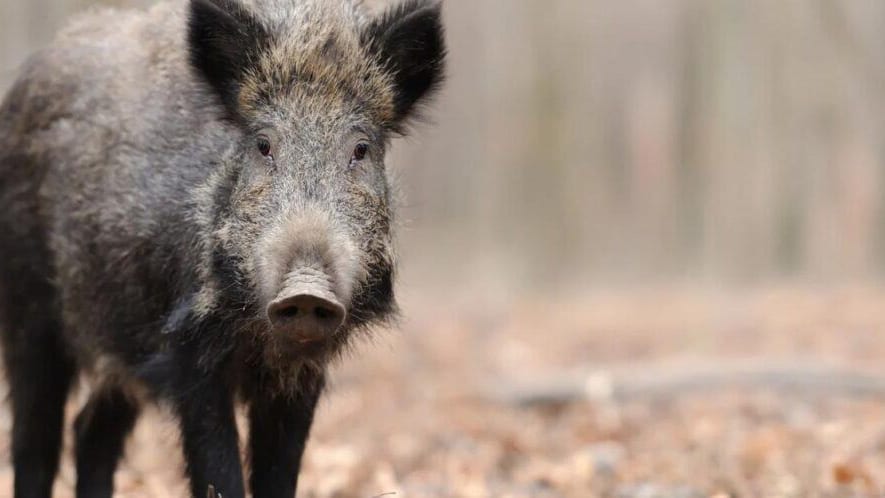 Aude : le préfet autorise la régulation du sanglier et du chevreuil après le feu de Ribaute