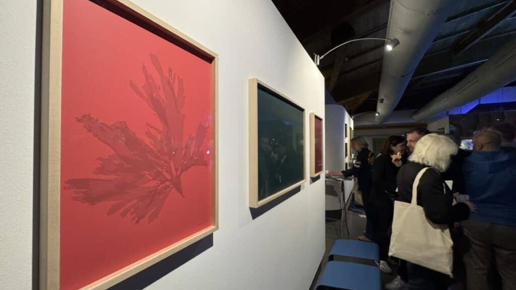 Gard : le Seaquarium du Grau-du-Roi inaugure une nouvelle exposition sur les herbiers marins