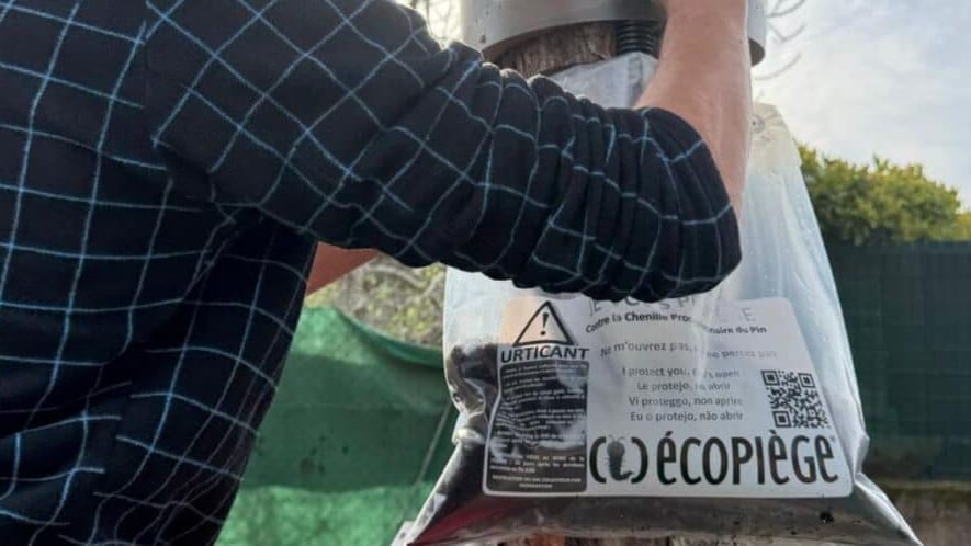 Hérault : chenilles processionnaires, des écopièges installés pour lutter contre leur prolifération