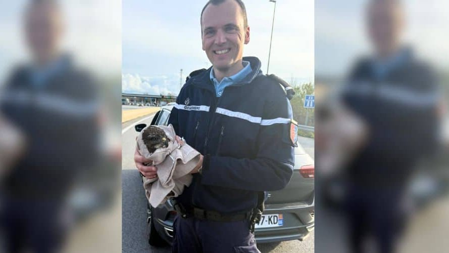 Autoroute A9 : un sauvetage inattendu pour la gendarmerie