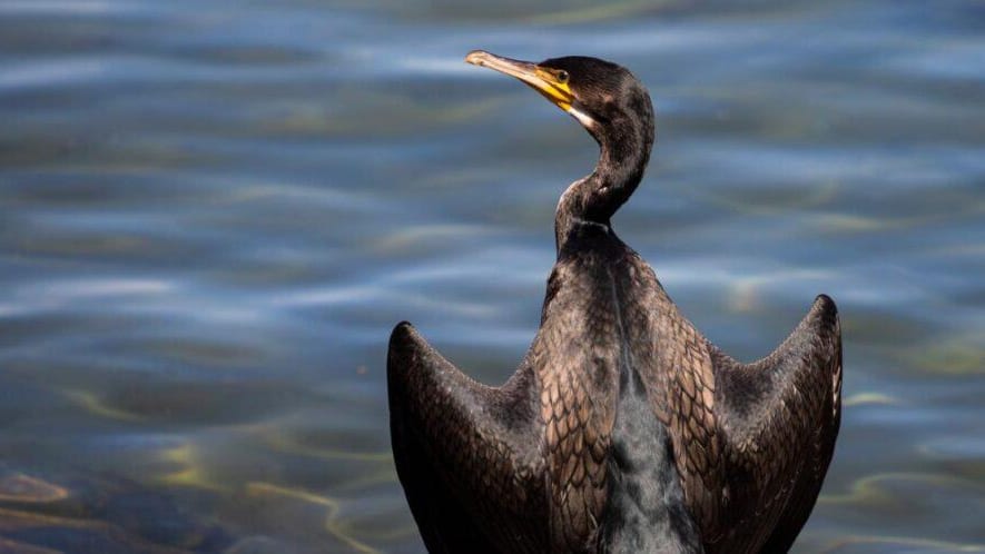 Pyrénées-Orientales : l’association S.E.P.A engage un recours contre un arrêté autorisant l’abattage de cormorans
