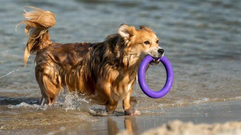Grau-du-Roi : une « plage pour les animaux » verra le jour