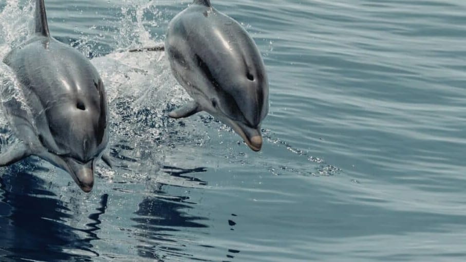 La Grande-Motte : des dauphins aperçus au large, la vidéo du jour