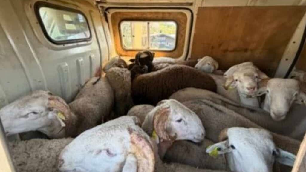 Tarn : 22 ovins découverts « dans des conditions indignes et illégales »