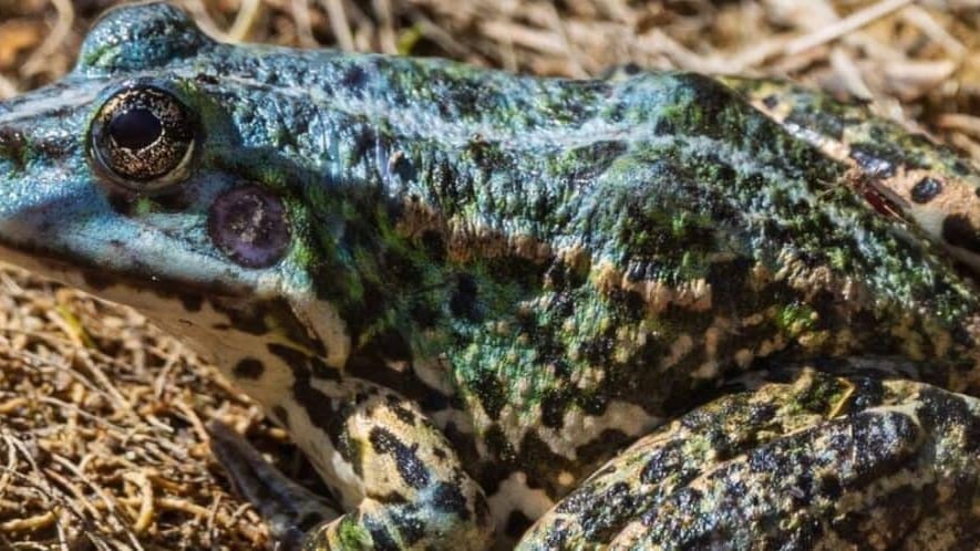 Hérault : une grenouille verte… bleue observée près de Montpellier