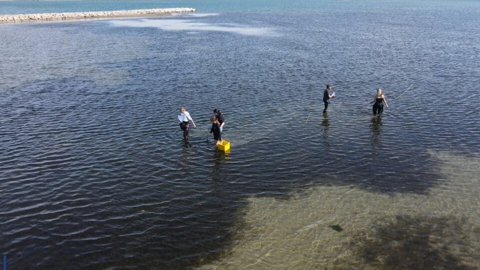 Grau-du-Roi : l’herbier de zostères, redouté par les baigneurs, utile à la vie marine