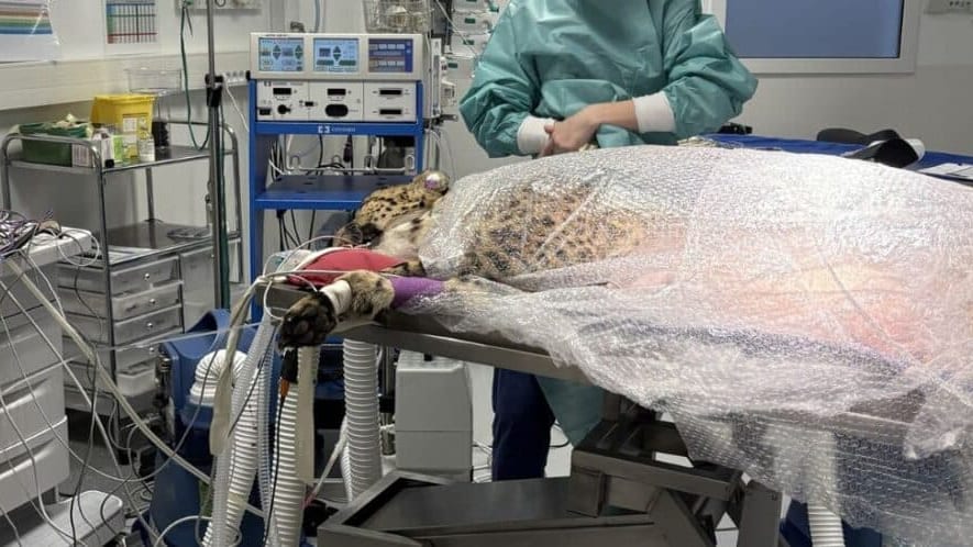 Hérault : qu’est-il arrivé à Rajesh, un guépard du zoo de Montpellier ?