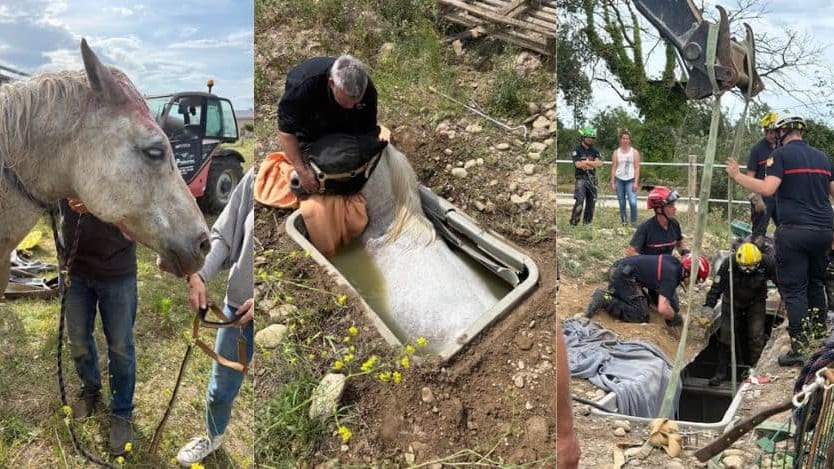 Pyrénées-Orientales : les sapeurs-pompiers portent secours à un cheval piégé dans une fosse