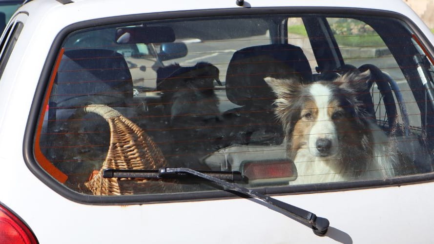 A-t-on le droit de casser la vitre d'un véhicule pour sauver un chien ?