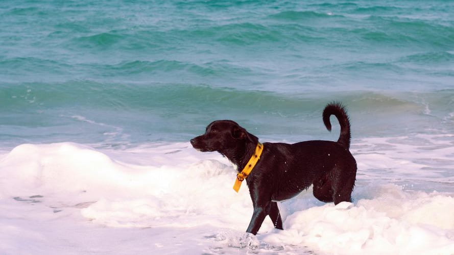 Grau-du-Roi : où sera située la plage dédiée aux chiens ?