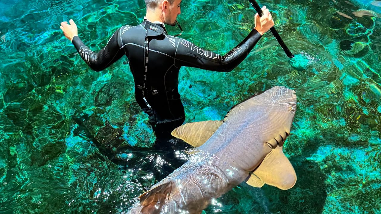 Seaquarium Grau du Roi