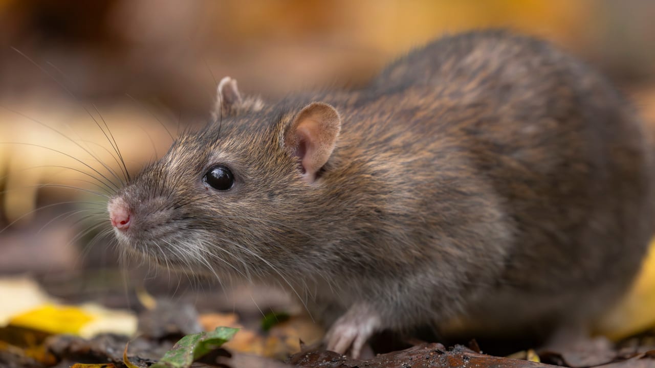 Photo d'illustration - Rat