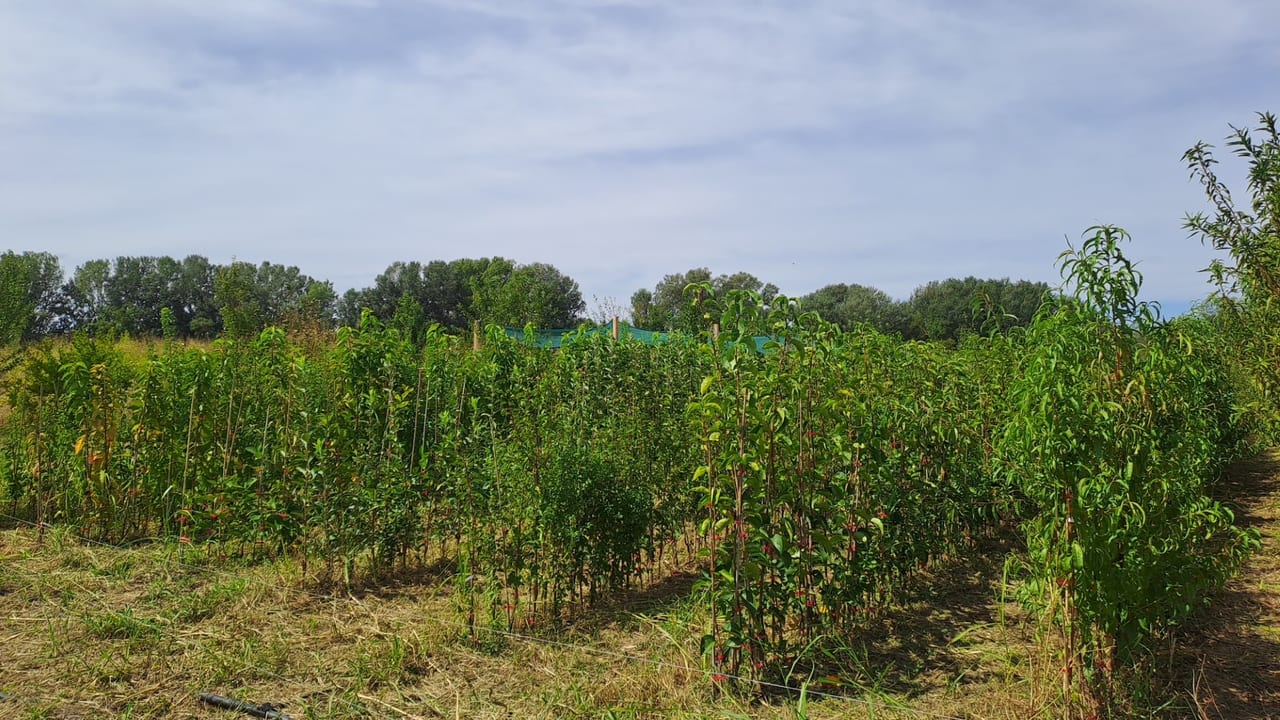 Kelly Pépinière - La pépinière mise sur des arbres adaptés au changement climatique