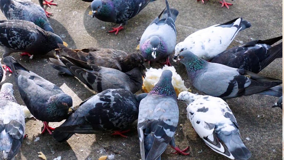Illustration / Nourrir les pigeons est passible d'une amende de 450 euros