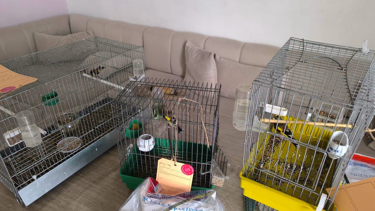 Des oiseaux d'espèces protégées découverts en cage - Crédit photo : Gendarmerie du Gard