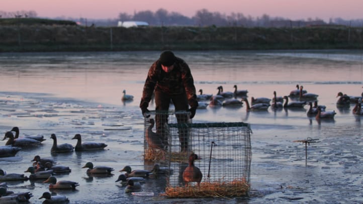 OFB (Office français de la biodiversité) / Chasse aux appelants